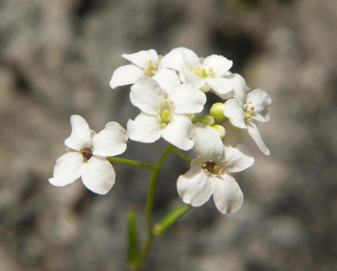 Kernera flower